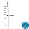 Beclin 1 antibody, MAB5295, R&D Systems, Western Blot image 