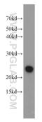 CASP2 And RIPK1 Domain Containing Adaptor With Death Domain antibody, 10401-1-AP, Proteintech Group, Western Blot image 