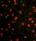 Cadherin 4 antibody, abx027740, Abbexa, Western Blot image 
