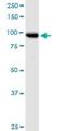 Trafficking Protein Particle Complex 12 antibody, H00051112-B01P, Novus Biologicals, Western Blot image 