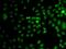 Transcriptional Repressor GATA Binding 1 antibody, PA5-76254, Invitrogen Antibodies, Immunofluorescence image 
