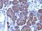 ESL-1 antibody, NBP2-48045, Novus Biologicals, Immunohistochemistry paraffin image 