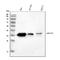 Aldose reductase antibody, PB10035, Boster Biological Technology, Western Blot image 