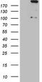 Apolipoprotein B Receptor antibody, LS-C791110, Lifespan Biosciences, Western Blot image 