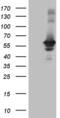 RAB3A Interacting Protein antibody, MA5-27081, Invitrogen Antibodies, Western Blot image 
