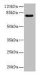 Tetratricopeptide Repeat Domain 30A antibody, CSB-PA803138LA01HU, Cusabio, Western Blot image 