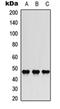 Glycerol-3-phosphate dehydrogenase [NAD+], cytoplasmic antibody, orb378085, Biorbyt, Western Blot image 