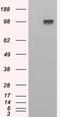 Ectonucleotide Pyrophosphatase/Phosphodiesterase 1 antibody, EB06948, Everest Biotech, Western Blot image 