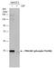 AKT1 Substrate 1 antibody, GTX133176, GeneTex, Western Blot image 