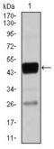 CCAAT Enhancer Binding Protein Alpha antibody, GTX60578, GeneTex, Western Blot image 