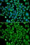 N(Alpha)-Acetyltransferase 50, NatE Catalytic Subunit antibody, GTX65849, GeneTex, Immunofluorescence image 