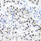 RuvB Like AAA ATPase 2 antibody, 18-374, ProSci, Immunofluorescence image 