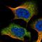 Interferon Alpha And Beta Receptor Subunit 1 antibody, HPA018015, Atlas Antibodies, Immunofluorescence image 