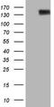 CD13 antibody, LS-B14324, Lifespan Biosciences, Western Blot image 