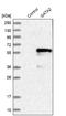 GATA Binding Protein 2 antibody, NBP1-82581, Novus Biologicals, Western Blot image 