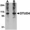 OTU Deubiquitinase 4 antibody, orb94275, Biorbyt, Western Blot image 
