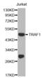 TNF Receptor Associated Factor 1 antibody, abx000575, Abbexa, Western Blot image 