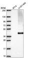 Monocarboxylate transporter 1 antibody, HPA071055, Atlas Antibodies, Western Blot image 