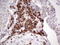 Basic Helix-Loop-Helix Family Member E41 antibody, LS-C339950, Lifespan Biosciences, Immunohistochemistry paraffin image 