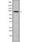 Ataxin 7 Like 1 antibody, PA5-68100, Invitrogen Antibodies, Western Blot image 