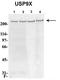 Ubiquitin Specific Peptidase 9 X-Linked antibody, TA342579, Origene, Western Blot image 