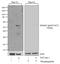 SMAD2 antibody, 710612, Invitrogen Antibodies, Western Blot image 