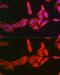 Nuclear Factor, Erythroid 2 Like 2 antibody, GTX55732, GeneTex, Immunofluorescence image 