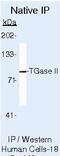 Transglutaminase 2 antibody, MA5-12739, Invitrogen Antibodies, Immunoprecipitation image 