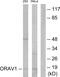LTO1 Maturation Factor Of ABCE1 antibody, PA5-38748, Invitrogen Antibodies, Western Blot image 