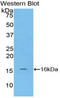 Matrix Gla Protein antibody, LS-C303197, Lifespan Biosciences, Western Blot image 