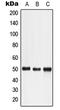 Lymphotoxin Beta Receptor antibody, LS-B15820, Lifespan Biosciences, Western Blot image 