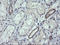 Ring Finger Protein 39 antibody, LS-C174577, Lifespan Biosciences, Immunohistochemistry paraffin image 