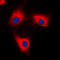 Tyrosine 3-Monooxygenase/Tryptophan 5-Monooxygenase Activation Protein Theta antibody, LS-C354150, Lifespan Biosciences, Immunofluorescence image 