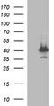 Mitogen-activated protein kinase 13 antibody, TA505805S, Origene, Western Blot image 