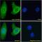 Frizzled Class Receptor 4 antibody, 46-660, ProSci, Western Blot image 