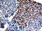 TBC1 Domain Family Member 21 antibody, MA5-25733, Invitrogen Antibodies, Immunohistochemistry frozen image 
