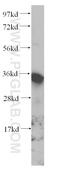 Fructosamine 3 Kinase antibody, 14293-1-AP, Proteintech Group, Western Blot image 