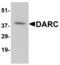 Atypical Chemokine Receptor 1 (Duffy Blood Group) antibody, MBS150798, MyBioSource, Western Blot image 