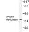 Aldose reductase antibody, LS-C177349, Lifespan Biosciences, Western Blot image 