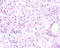Glutamic-Oxaloacetic Transaminase 2 antibody, A51441-100, Epigentek, Immunohistochemistry paraffin image 