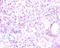 FABPpm antibody, A51441-100, Epigentek, Immunohistochemistry paraffin image 