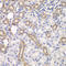 Kelch Like ECH Associated Protein 1 antibody, LS-C331712, Lifespan Biosciences, Immunohistochemistry frozen image 