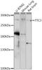 Tetratricopeptide Repeat Domain 3 antibody, A15734, ABclonal Technology, Western Blot image 