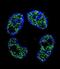 FRAT Regulator Of WNT Signaling Pathway 2 antibody, abx026473, Abbexa, Immunofluorescence image 