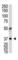 Autophagy Related 3 antibody, abx029990, Abbexa, Western Blot image 