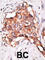 Growth Differentiation Factor 3 antibody, abx031514, Abbexa, Western Blot image 