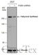 FAS antibody, GTX629761, GeneTex, Western Blot image 