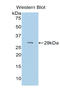 Ornithine Decarboxylase 1 antibody, LS-C298902, Lifespan Biosciences, Western Blot image 