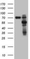 Matrix Metallopeptidase 3 antibody, LS-C798357, Lifespan Biosciences, Western Blot image 