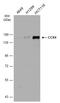 Protein Tyrosine Kinase 7 (Inactive) antibody, GTX113816, GeneTex, Western Blot image 